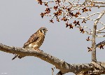 Female American Kestrel, Everson Ranch - 